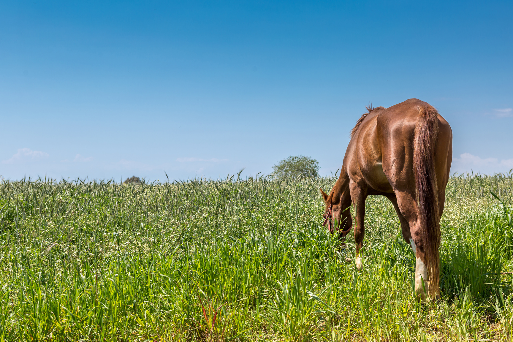 horse grazing