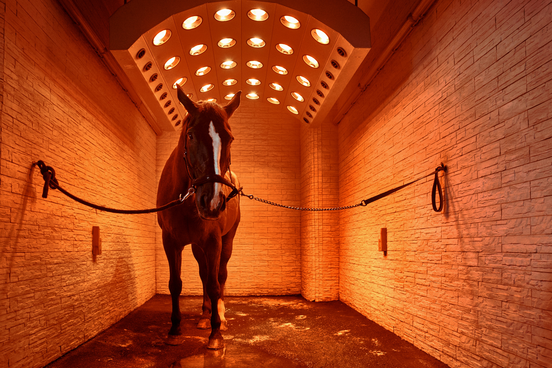 Horse Dry in the Solarium